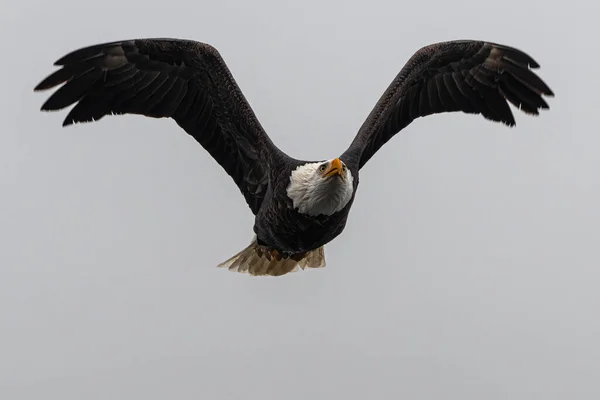 Pygargue Tête Blanche Volant Haliaeetus Leucocephalus — Photo