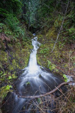 Crescent Gölü 'ne akan küçük bir dere, Olimpiyat Ulusal Parkı, WA