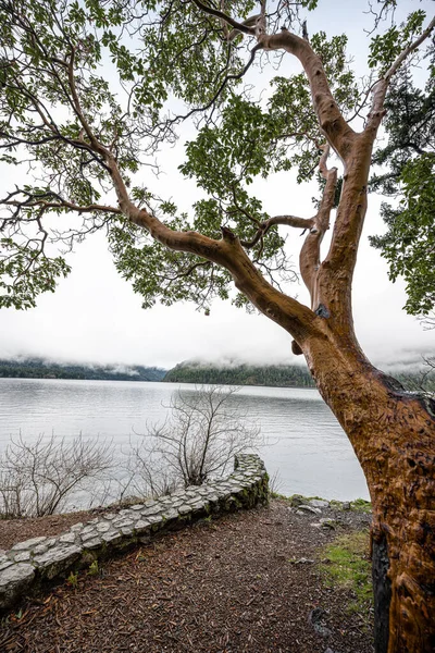 Widok Jezioro Półksiężycowe Olimpijski Park Narodowy — Zdjęcie stockowe