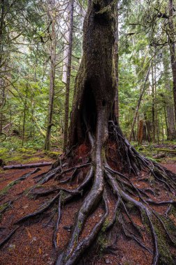 Marymere Sonbahar Yolu Ağacı, Olimpiyat Ulusal Parkı, WA