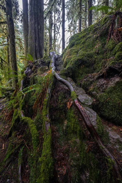 Tree Marymere Fall Trail Olympic National Park — Stock Photo, Image