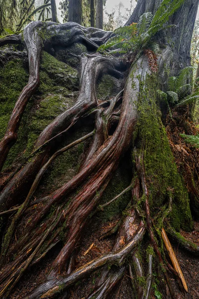 Marymere Sonbahar Yolu Ağacı, Olimpiyat Ulusal Parkı, WA