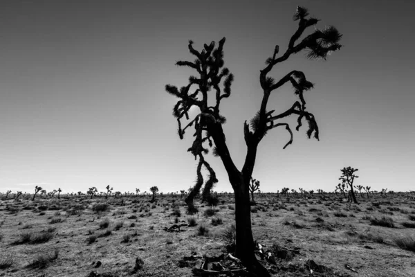 Joshua Tree Yucca Brevifolia Národním Parku Joshua Tree — Stock fotografie