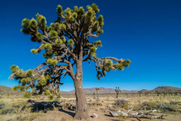 Josua Baum Yucca Brevifolia Josua Baum Nationalpark — Stockfoto