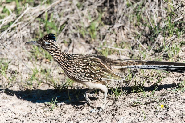 Road Runner Geococcyx Californianus Teksas — Stok fotoğraf