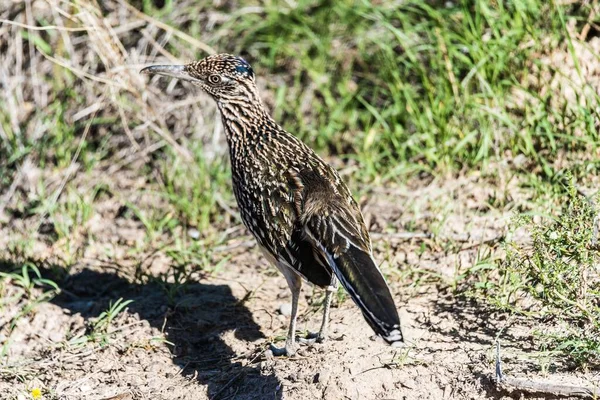 Road Runner Geococcyx Californianus Texas — Stock Photo, Image