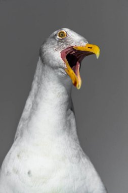 Bir Martının Portresi