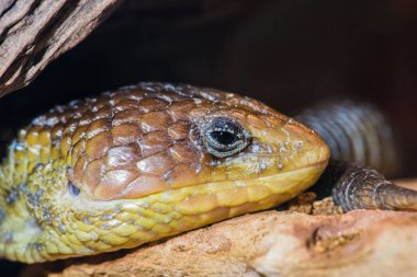 Lizzard Timsahının Portresi