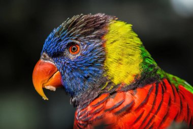 Gökkuşağı Lorikeet Portresi (Trichoglossus moluccanus)