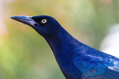 Ortak Grackle Portresi (Quiscalus quiscula)