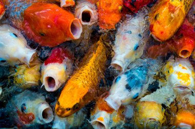 Koi Balığı (Cyprinus rubrofuscus) Yiyecek İstiyor