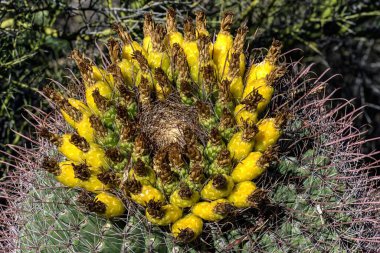 Fishhook Barrel Kaktüsü (Ferocactus wislizenii) ve meyveli