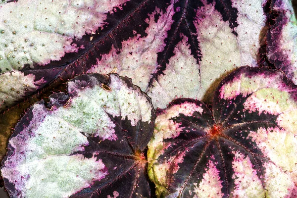 彩色葉ベゴニアの葉 ベゴニアレックス ミカド — ストック写真