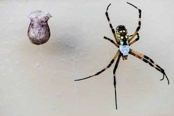 Argiope Negro Amarillo Araña Con Capullo Huevo — Foto de Stock