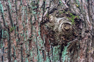 İngiliz meşesi kabuğu (Quercus robur)