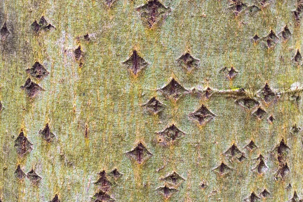 Casca Uma Árvore Salgueiro Salix Spec — Fotografia de Stock