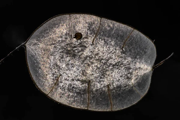 Ezüst Dollár Dollár Növény Pénznövény Moonwort Őszinteség Lunaria Lunaria Annua — Stock Fotó