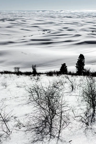 Impressioni Invernali Palouse Usa — Foto Stock