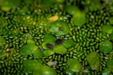 Lemna Bitkilerinden beslenen yaprak bitleri