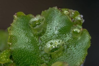 Gemma Cups ile Marchantia polymorpha Moss