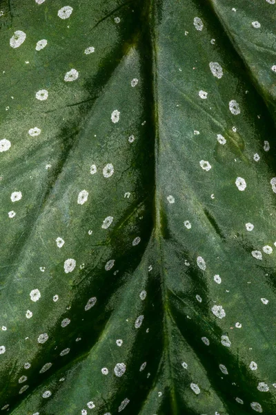 Feuille Une Aile Ange Begonia Begonia Corallina Lucerna — Photo