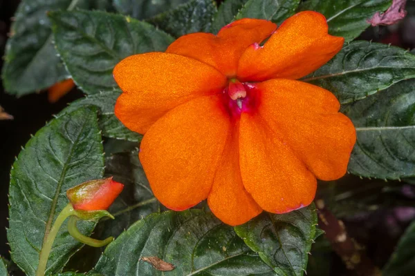 Flower Guinea Impatiens Impatiens Platypetala Var Aurantiaca — Foto de Stock