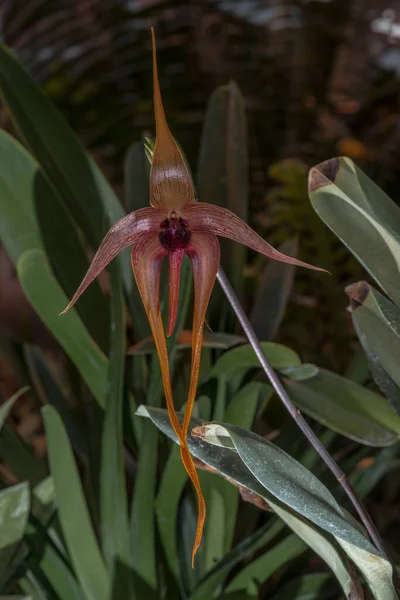 Φύκια Σχήμα Σκαντζόχοιρου Bulbophyllum Echinolabbium — Φωτογραφία Αρχείου