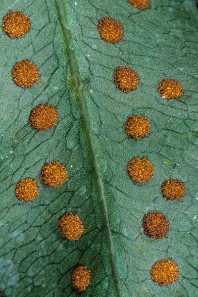 Sori Της Golden Polypody Fern Phlebodium Aureum Glaucum — Φωτογραφία Αρχείου