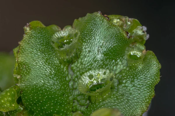 Marchantia Polymorpha Moos Mit Gemma Tassen — Stockfoto