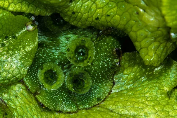 Marchantia Polymorpha Moos Mit Gemma Tassen — Stockfoto