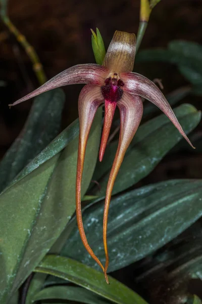 Sündisznó Alakú Ajakhagyma Bulbophyllum Echinolabbium Orchidea Virág — Stock Fotó