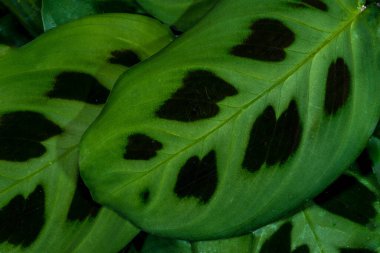 Maranta luconeura Kerchoveana 'dan Yapraklar