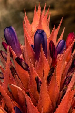 Gümüş vazo, vazo bitkisi (Aechmea fasciata)