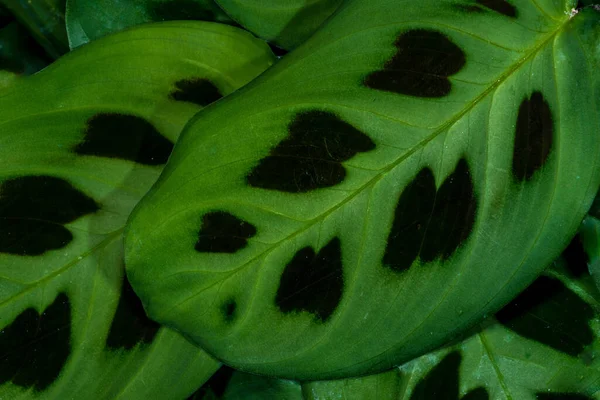 Листья Молитвенного Растения Maranta Leuconeura Kerchoveana — стоковое фото