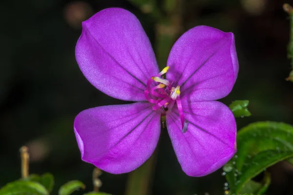 Kwiat Pinkfringe Arthrostemma Ciliatum — Zdjęcie stockowe