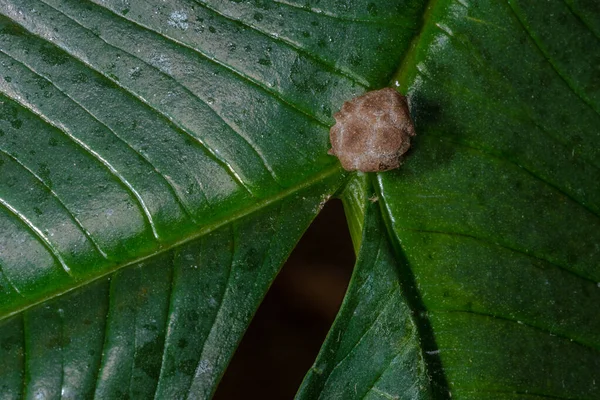 Voodoo Lilly Old Warty Amorphophallus Bulbifer — Stockfoto