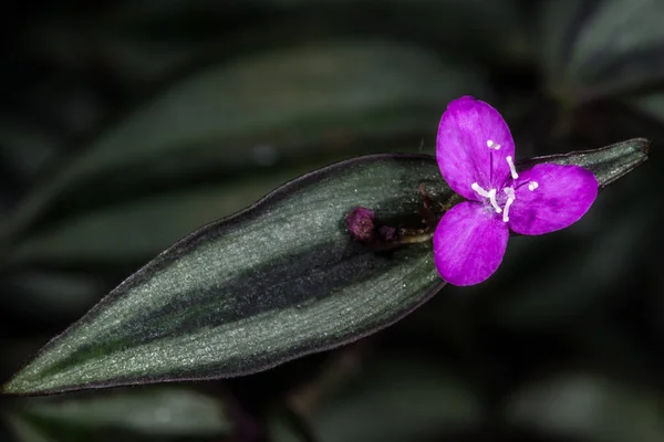 Φυτό Spiderwort Tradescantia Zebrina Λουλούδι — Φωτογραφία Αρχείου