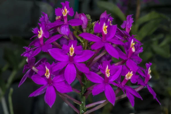 Crucifix Orchid Epidendrum Spec Flowers — Stock Photo, Image