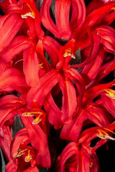 Kardinaller Muhafızları Pachystachys Coccinea Çiçekler — Stok fotoğraf