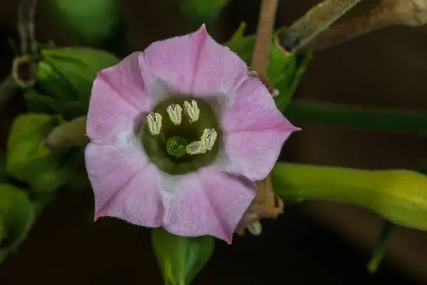 Πορφυρό Λουλούδι Καπνού Nicotiana Tabacum — Φωτογραφία Αρχείου