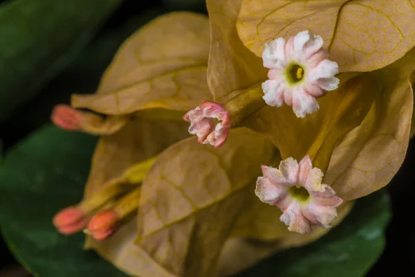 Close Bougainvillea California Gold Flores — Fotografia de Stock