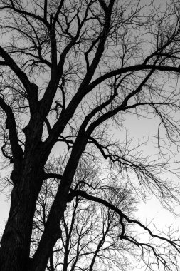 Kışın bir ağaç silueti