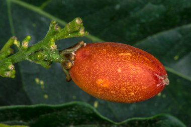 Gümüş Fıstık Ezmesi (Bunchosia argentea)