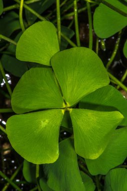 Nardoo Fern (Marsilea davul mondii) Yaprak