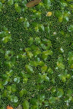 Genel Ördek Yosunu (Lemna minor) ve Yaprak bitleri