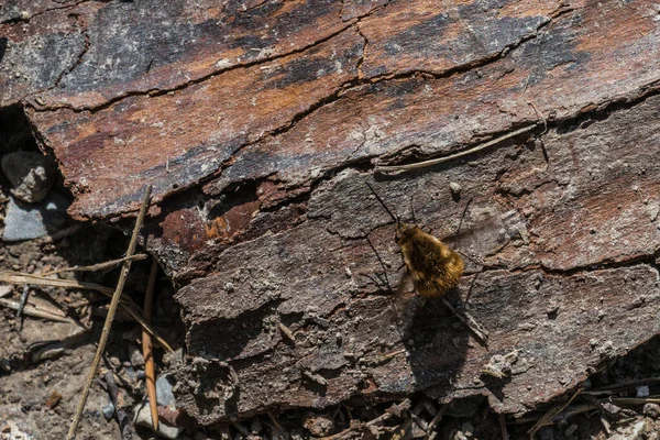 Bee Fly Bombylius Major Chunk Tree Bark — Stock Photo, Image