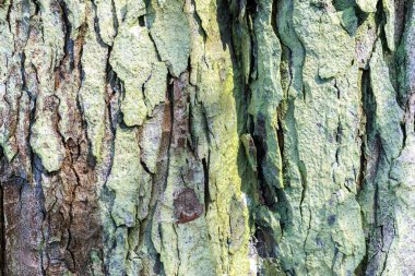 At Kestanesi Kabuğu (Aesculus hippocastanum)