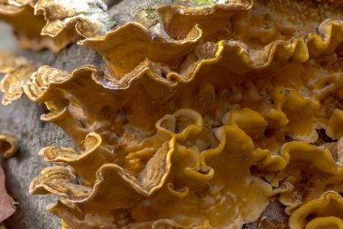 Ağaç mantarı, muhtemelen ormanların yengeci, ayrıca sülfür polyporu (Aetiporus sulphureus) olarak da bilinir.)