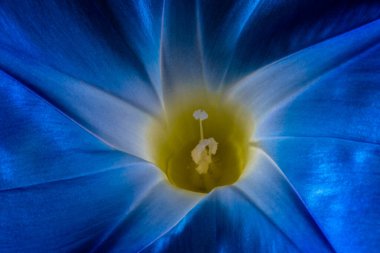 Picotee veya Ivy Morning Glory (Ipomoea nil) Çiçek