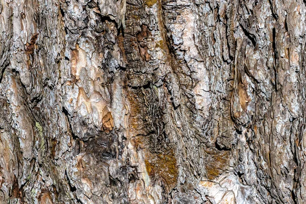 Bark European Larch Larix Decidua — 스톡 사진
